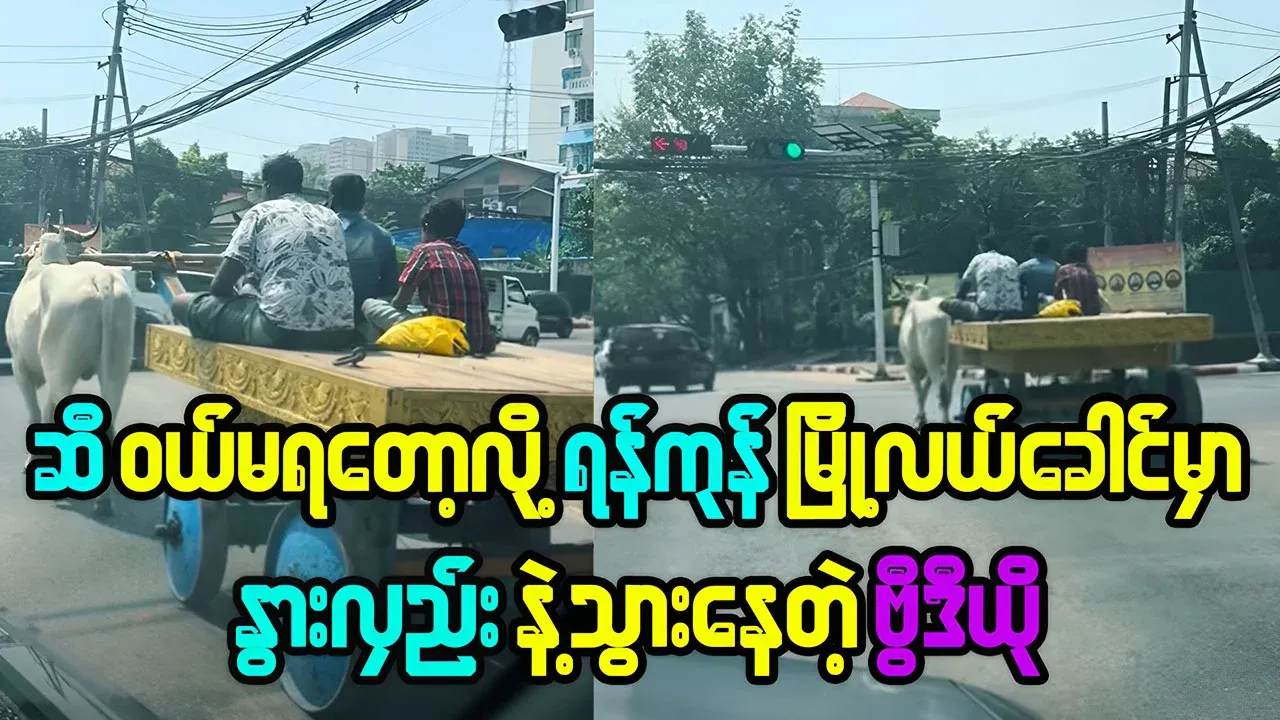 People are now using ox carts in downtown Yangon area