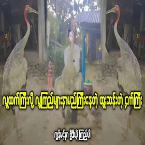 Amazing bird taller than human height video