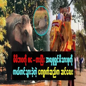 The elephant was sacrificed his life to save the donor's family