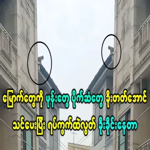 Monkeys are trained and released into the community