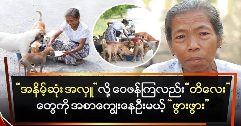 Daw Htay Htay Win keeps feeding the street dogs <img src="https://news.oneday.press/wp-content/uploads/2024/08/530h.webp" alt="Daw Htay Htay Win keeps feeding the street dogs">